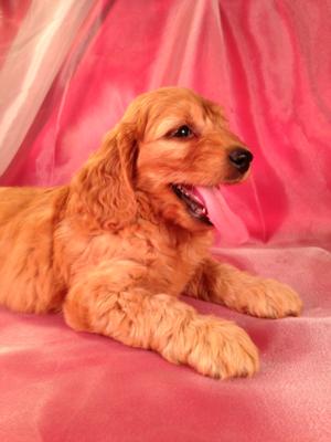 Female Mini Goldendoodle Puppy for sale #4 Born June 19th 2013|Ready Now! Air fare $150 to States like Maryland, Florida, Massachusetts,Rhode Island, and Many More!